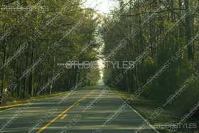Photo Background-Tree lined road