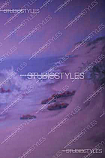 Dreamscape Background    